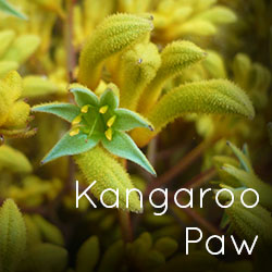 Photo of yellow Kangaroo Paw